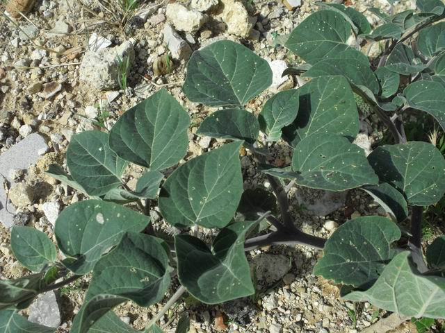 Datura inoxia / Stramonio metello